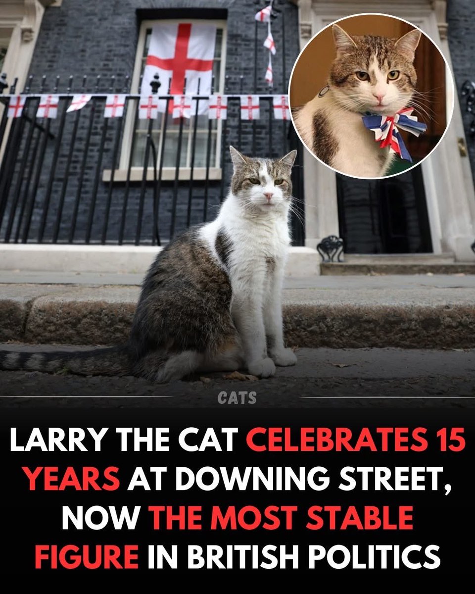 Smudge The Insult Cat 🐀 (@dissentingcat) on Twitter photo 