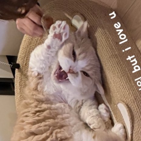 진짜 너무 귀엽다ㅠㅠㅠㅠ