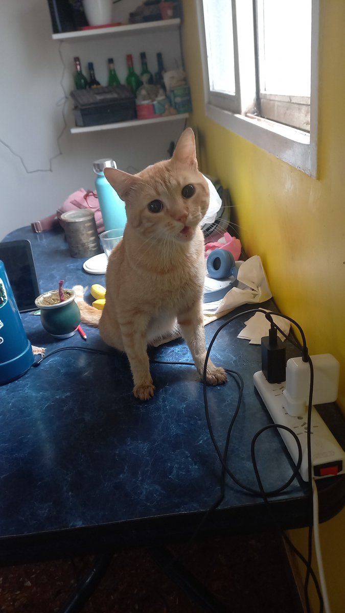 Por qué será que me quedé sin espacio en el celular si sólo tengo 68424 fotos y 252 videos de Jacinto?