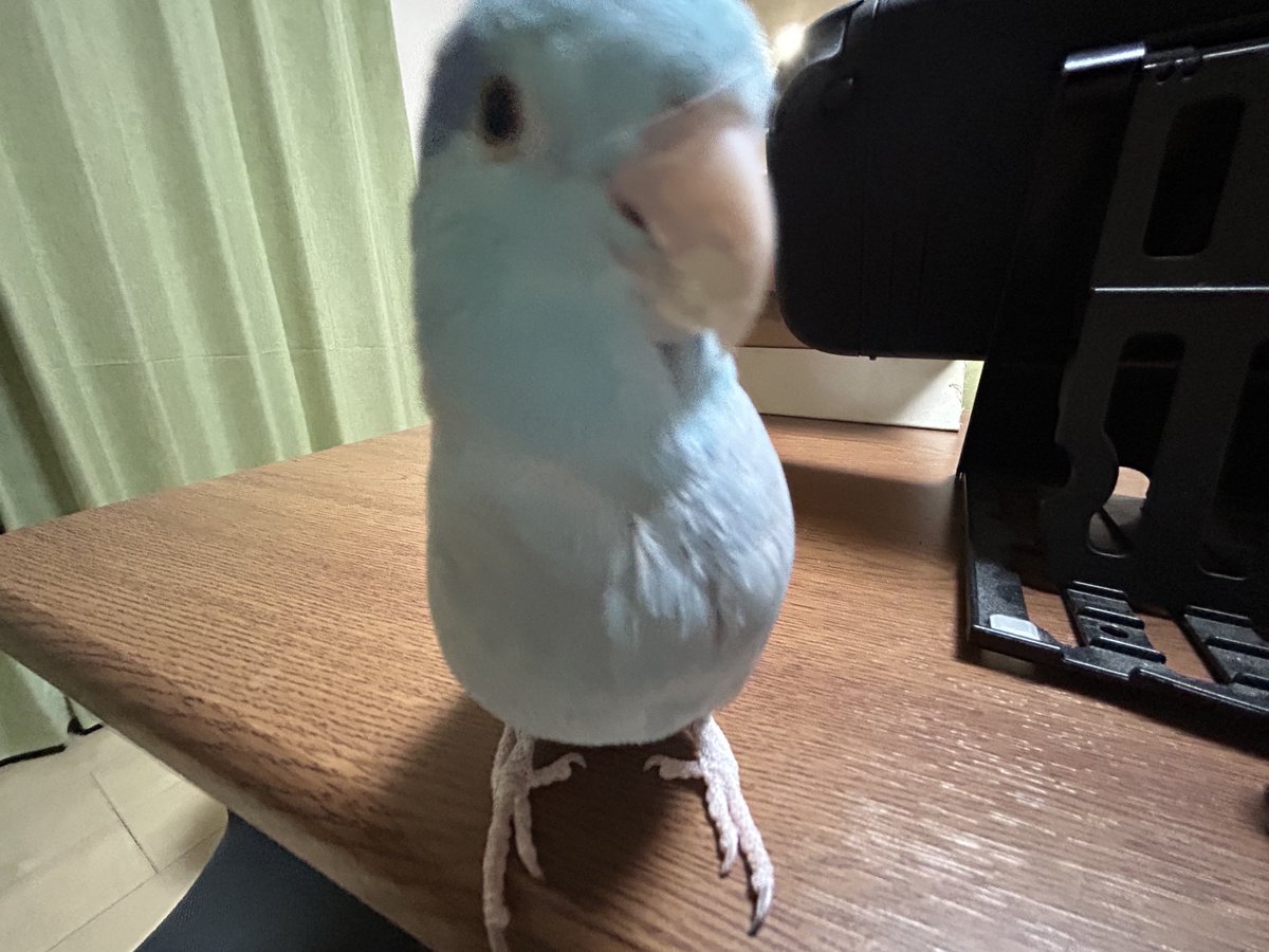 このインコ伸びます🐦
 #マメルリハ