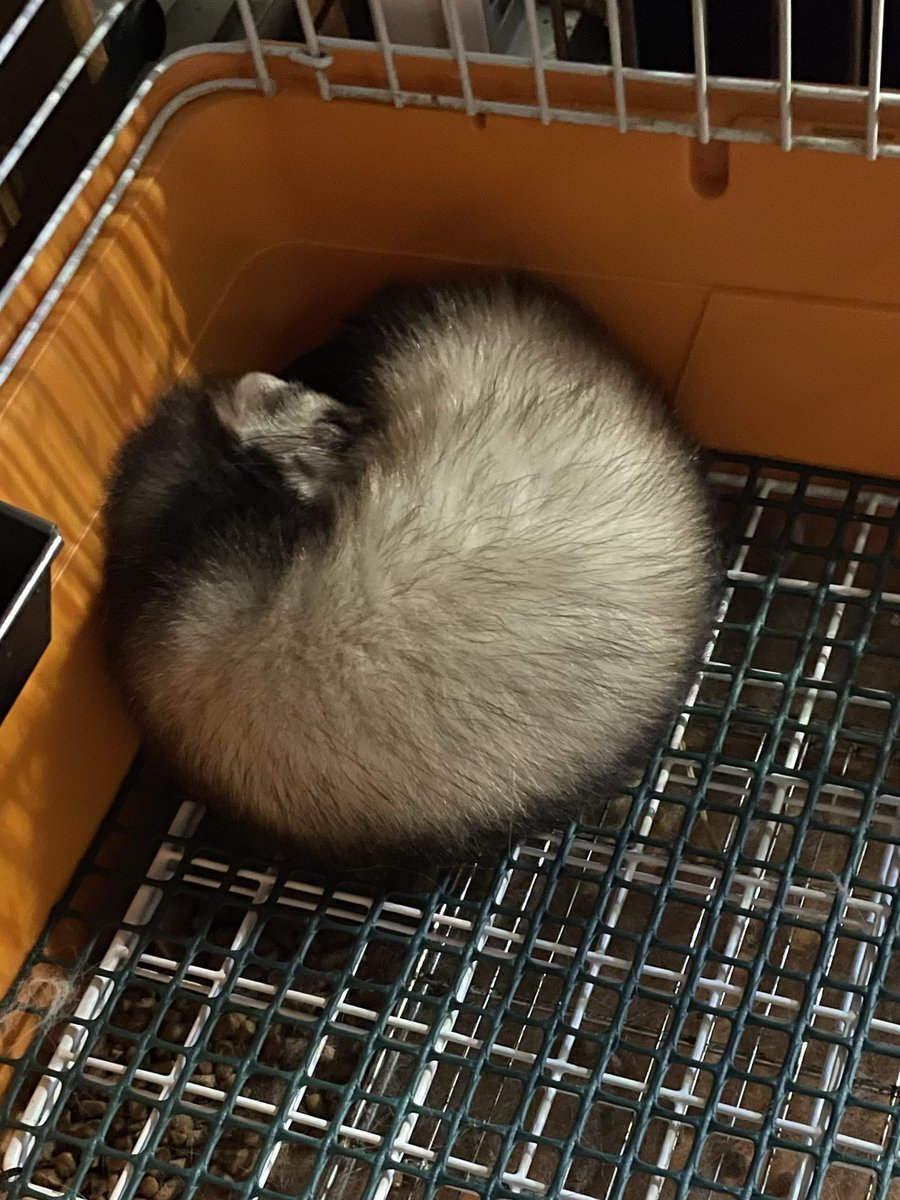 えぞもんず breeding farm (@ez_farm_) / Posts / X