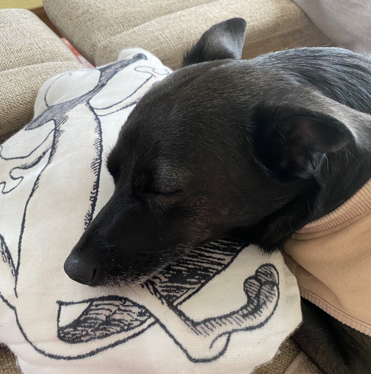 Crestomocko tweet media