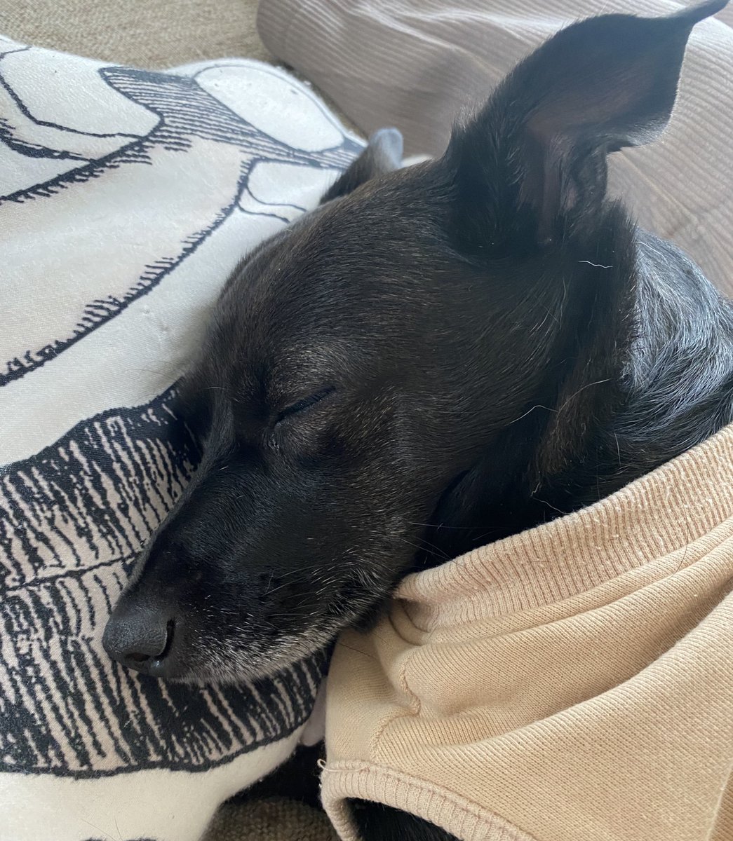 Crestomocko tweet media