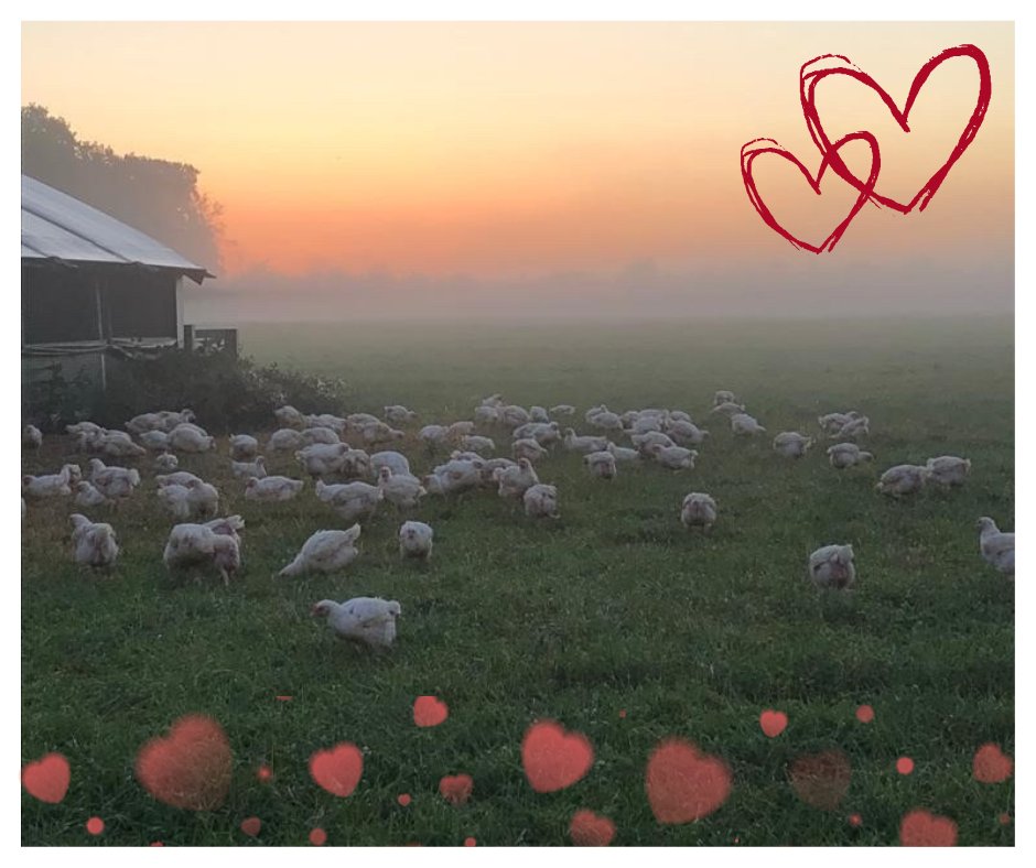 PackingtonFreeRange tweet media