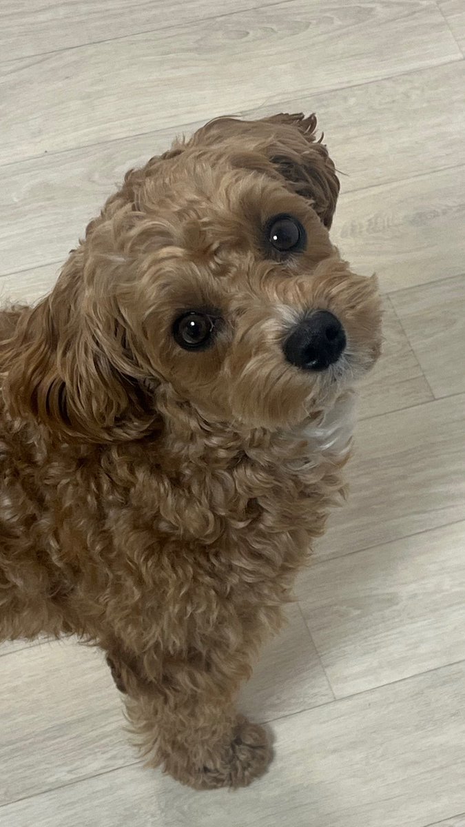 onezeroii's tweet image. 주말은쉽니다 ~~ 

공부인증말고 오늘은 넘 귀여운 우리집 막내 공개 …///(*⁰▿⁰*)♥