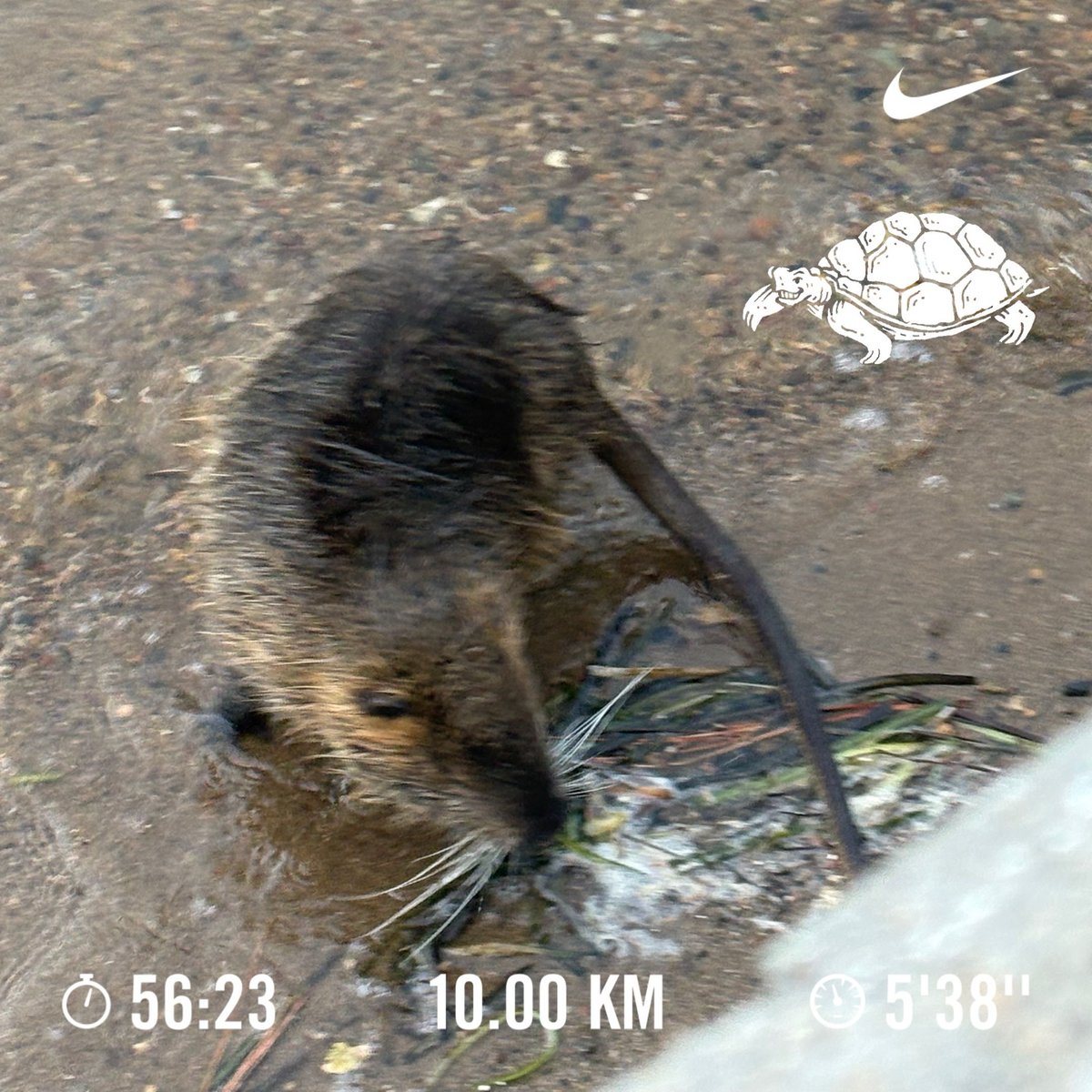 暖かくて少し走るだけで汗が滝のように流れます

豊中名物のヌートリアにも出会えて楽しいランでした😀