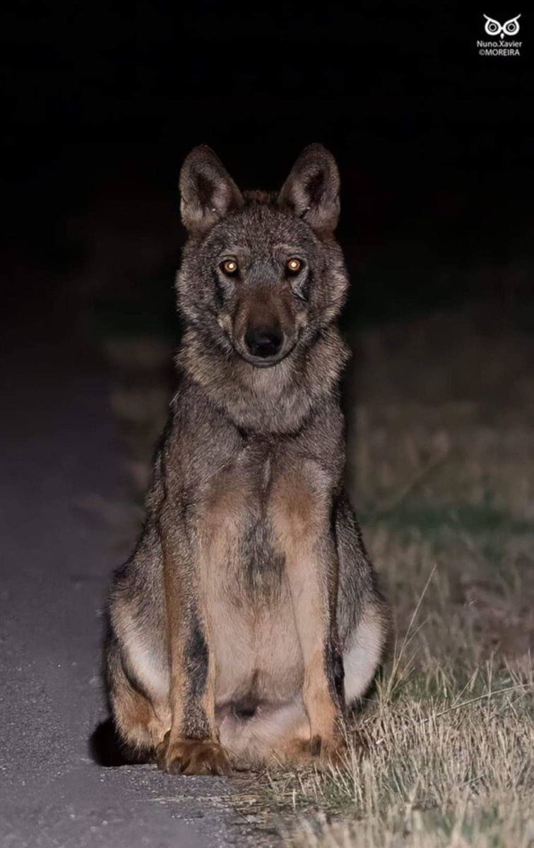 ASCEL amplía su acción jurídica por la conservación del lobo: Murcia y Castilla-La Mancha. 
loboiberico.com/ascel-amplia-s…