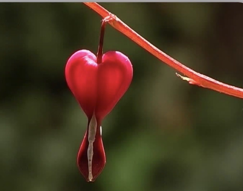 Las flores, como los besos, ni se piden ni se roban… Se regalan♥️ 
Feliz San Valentín ♥️

#floressanvalentin