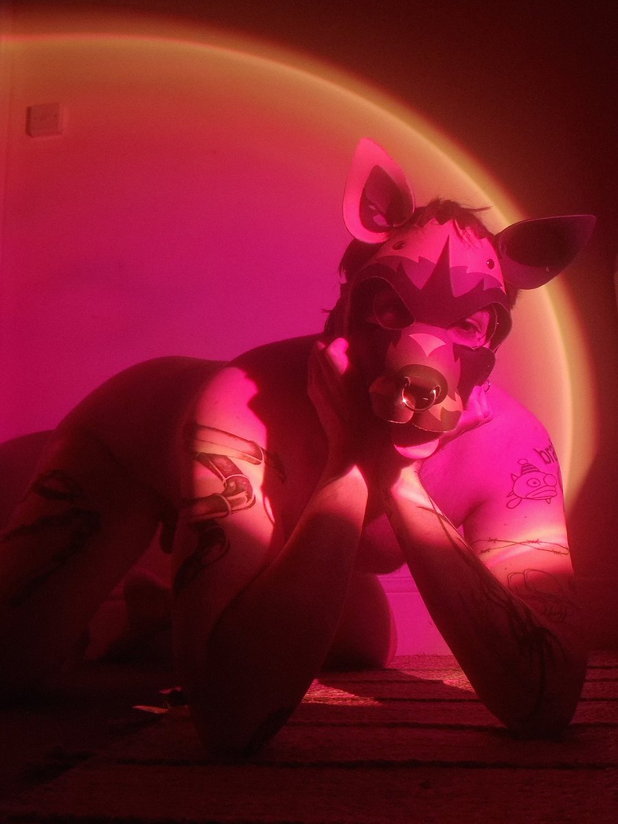 Pup Nimo ✨ tweet media