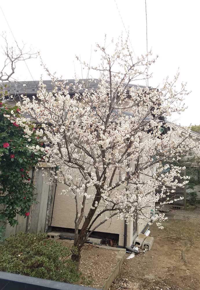 「さっき散歩行った時、 もう梅が咲いてた^^ 今年もいよいよ咲き始めですなぁ～☆」|才谷屋龍一🇺🇦パワパス第４巻・４月１３日発売☆のイラスト