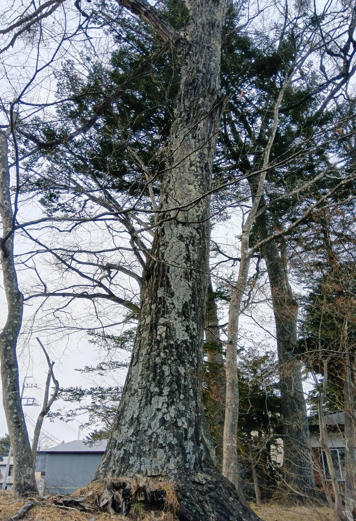 jyo04434970's tweet photo. 群馬県長野原町 北軽井沢

牧宮神社⛩️

浅間山の北麓、浅間高原北部に位置し、避暑地・別荘地とし賑わう北軽井沢🌟
旧北軽井沢駅前に鎮��します。

参拝👏　感謝の心🍀
ありがとうございます🌈

ミラノ・コルティナオリンピック
日本選手団頑張れ🇯🇵🇮🇹

#群馬県長野原町北軽井沢
#牧宮神社 #御神木 https://t.co/CJaZCP55k7