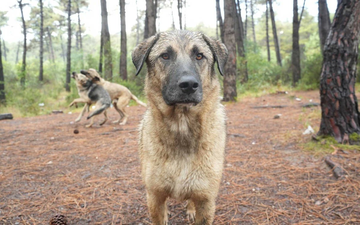 DogDeskAction's tweet image. Dogs removed from Belgrad Forest are now the focus of a protest call outside Istanbul Metropolitan Municipality tomorrow 🇹🇷

Footage reportedly showed force used while collecting the dogs, and activists say street dogs’ right to live is being ignored.

 #Straydogs