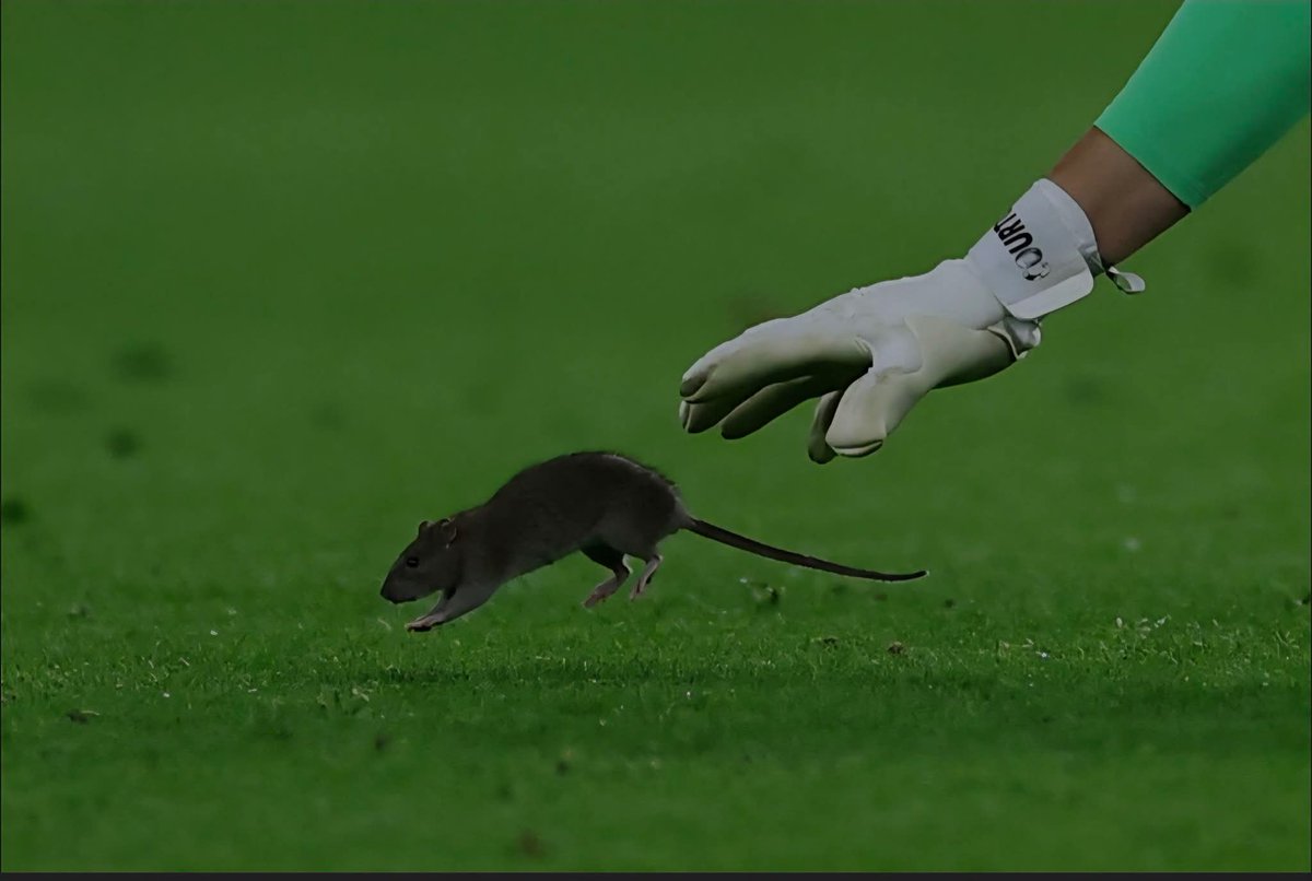 Philippe Ysebaert 🇲🇨 tweet media