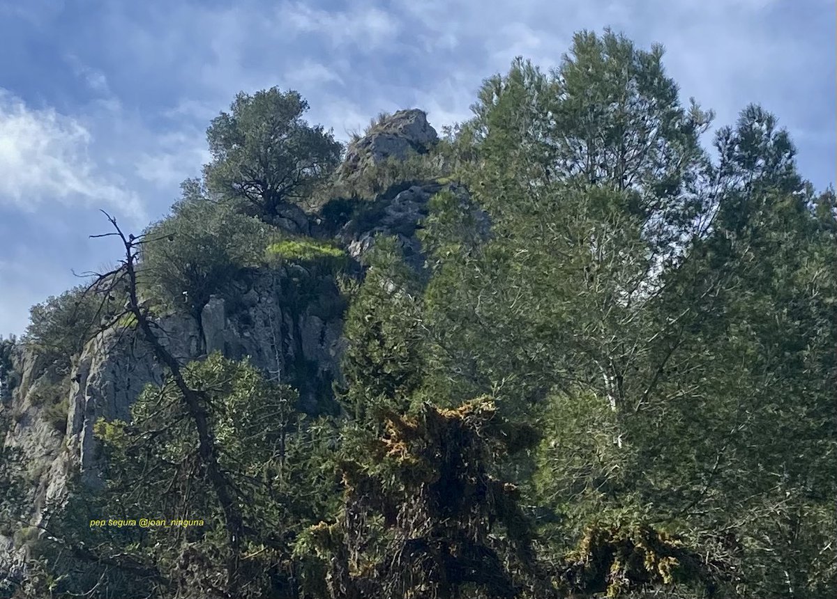 JCadafal's tweet photo. #Apeu #Vernissa #PenyaSantDídac #Novetlè #Xàtiva #Canals #Montesa l' #AlcudiaCrespins #LaCostera #Diània #PaísValencià
ventades i muntanyotes: ahir divendres carnestoltes vaig haver de treballar forçant-ho tot per tal d'aconseguir imatges passables
ara toca editar-les ...🐳🌈 https://t.co/HmgjszTYdy