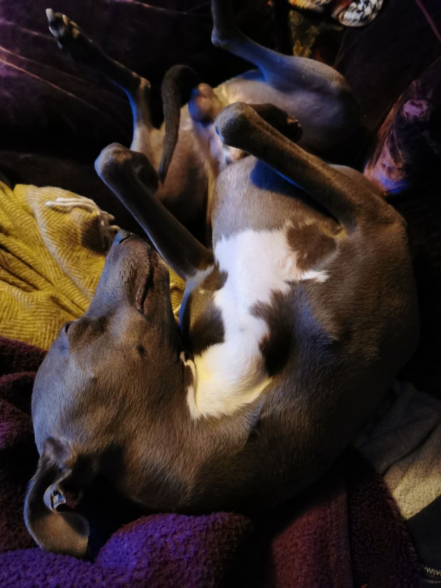 Penelope Pendragon tweet media