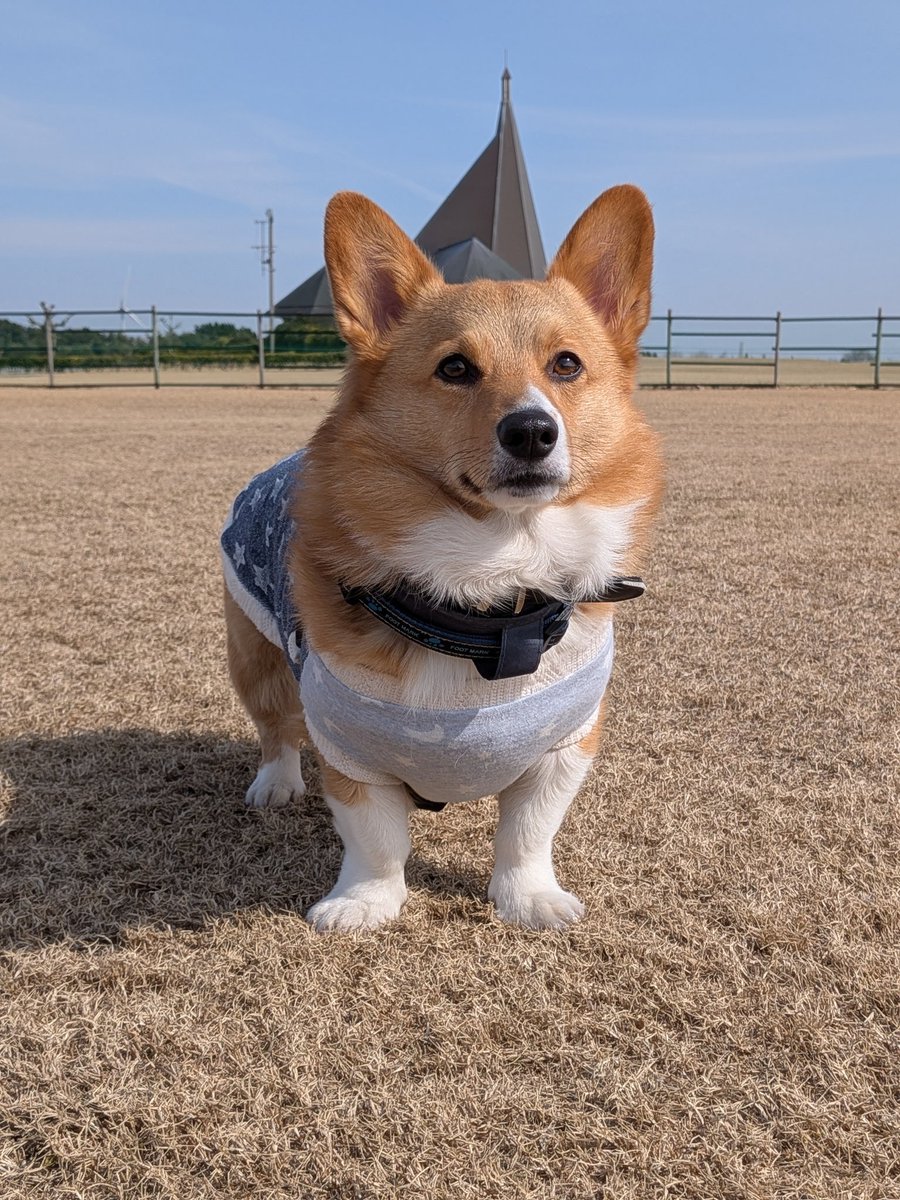 ドッグラン🐕🐾貸切り状態からの😂💕お友達🐶がやってきて🎶みんなでわちゃわちゃ💕平和すぎる時間でした🥰
お友達にリッキー兄ちゃんと同じ名前の子がいたよ🥹💕