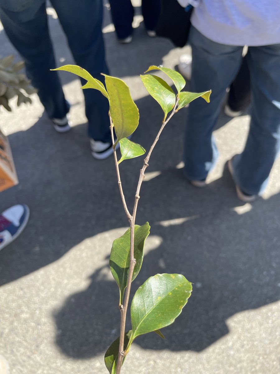 ミネコさんのお別れ会行ってきた
飼育員さんと園長さんの話を聞けて良かった
最後にミネコが好きだったスダジイの枝を献花してきました
お別れ会を開催してくださり、ありがとうございました
#かみね動物園