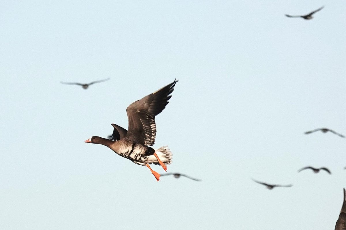 Stuart's birding tweet media
