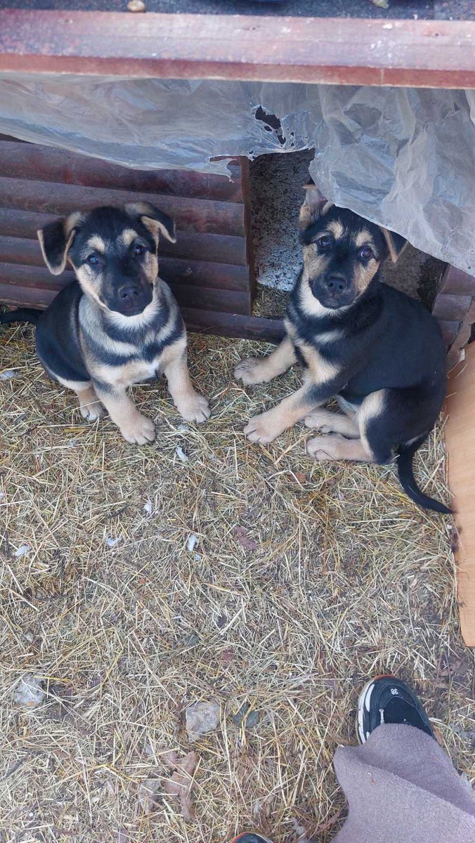 Teško mi je da vam opišem koliko su oni slatki i dobri, bata i seka, stari oko 3 meseca, primili vakcinu i revakcinu, očišćeni od parazita i zaštićeni od buva i krpelja. Nalaze se u Beogradu i traže zauvek dom.