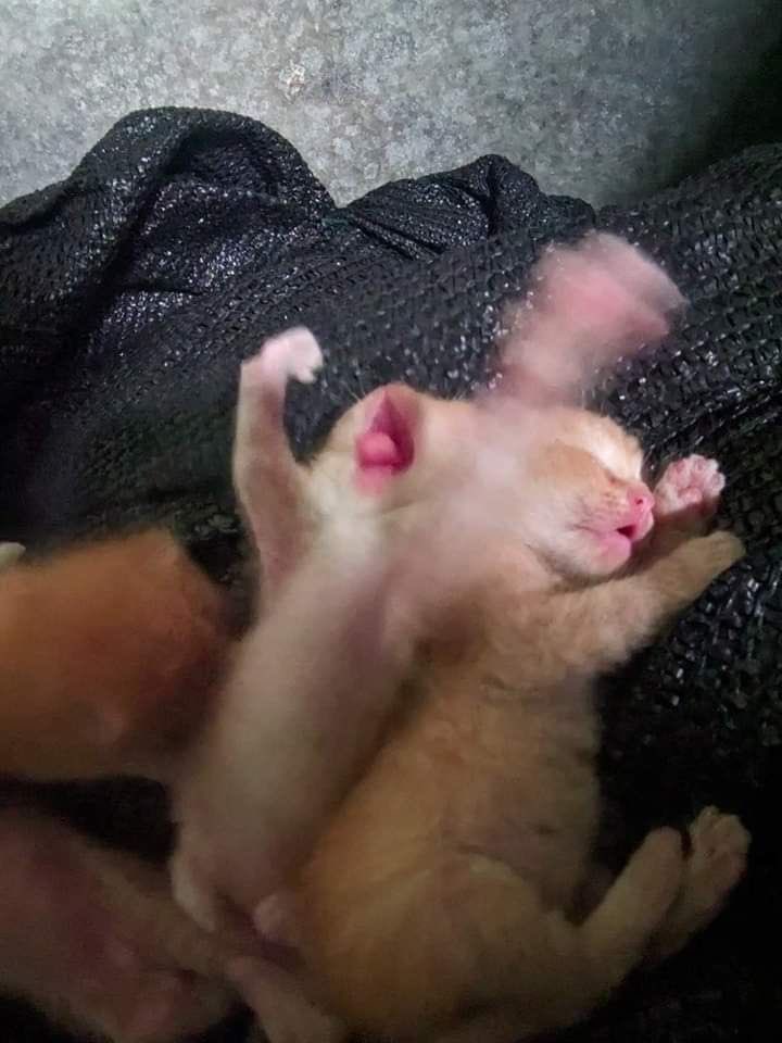 silly alli tweet media