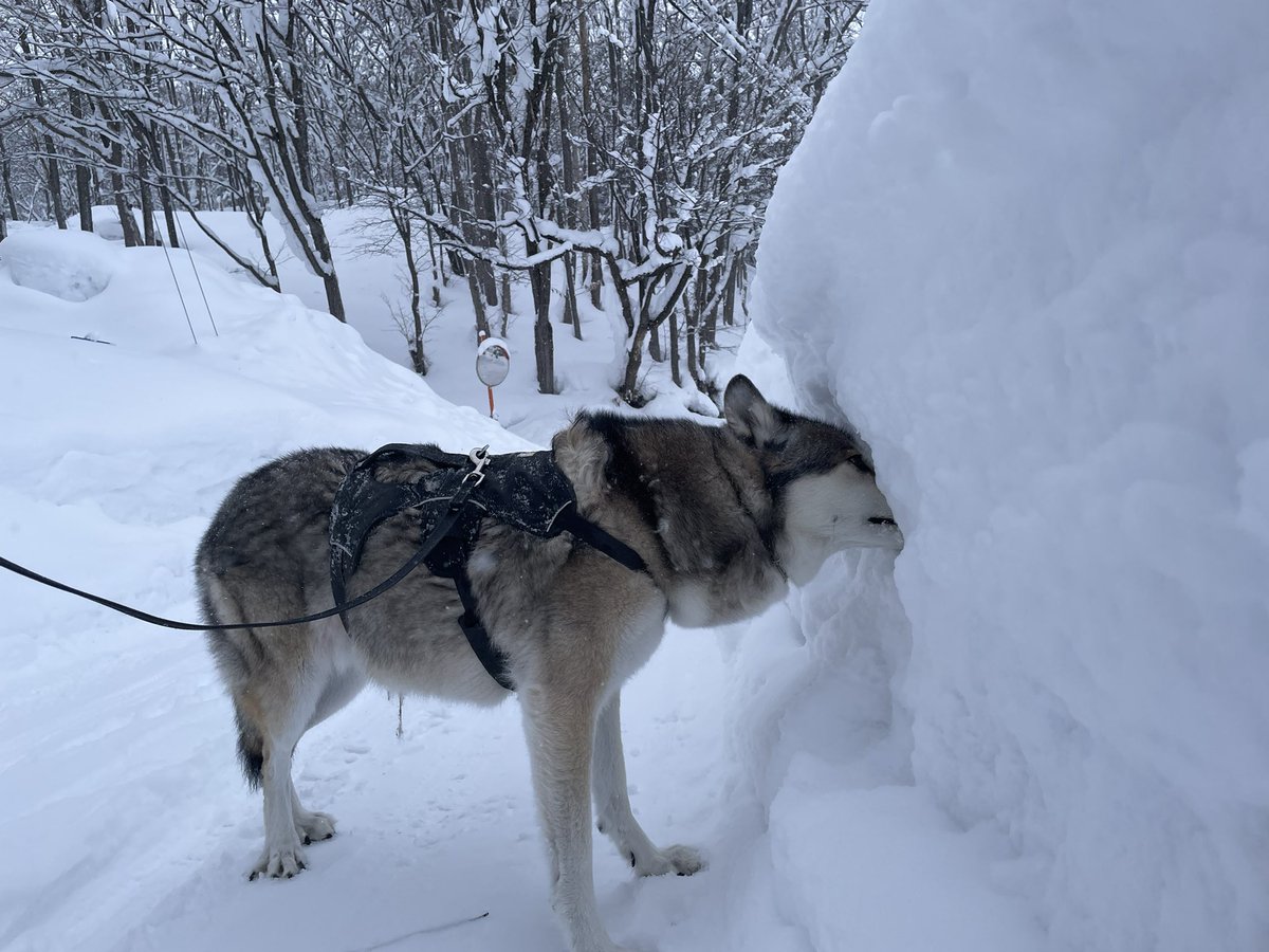 ズボ

#いで散歩