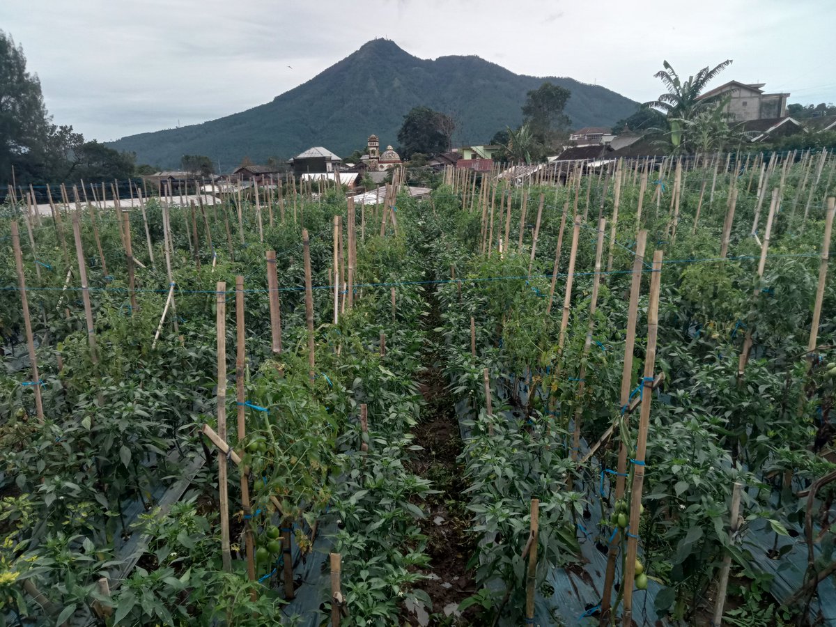 LikYoko's tweet photo. Seminggu lagi mulai panen,meski hasilnya kurang bagus krn tanaman banyak yg keriting.
tak apalah...tetep bersyukur,
*SING PENTING NANDUR,REJEKI WIS ONO SING NGATUR*
#Tomat https://t.co/ZLXP8F1bKP