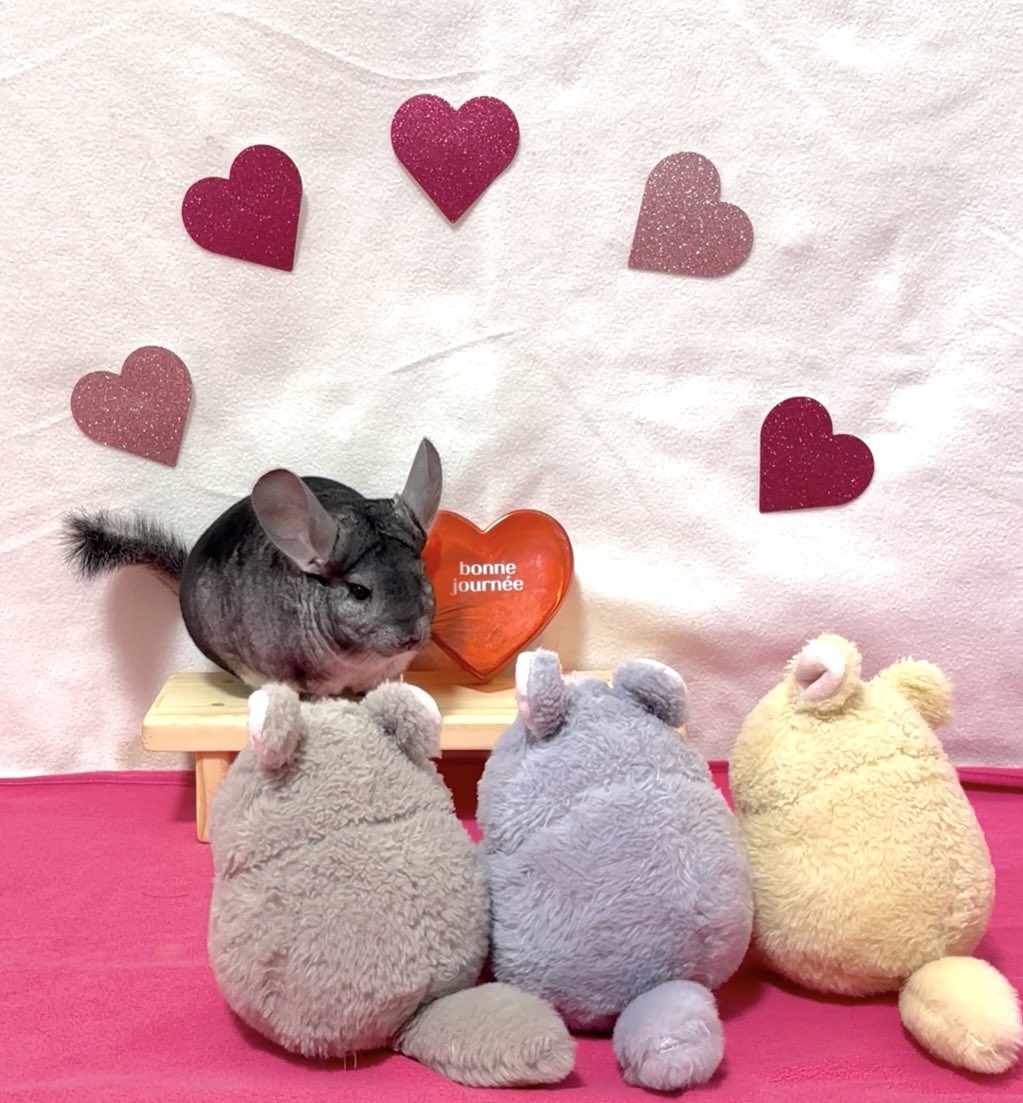 ちーこっこ🐭 (@koyukineko9) / Posts / X