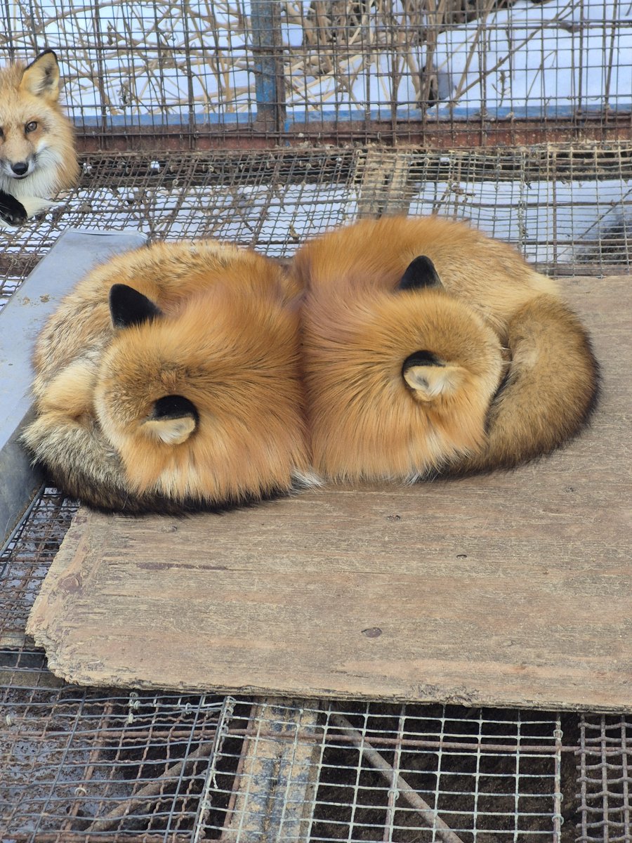 真ん中で折ってシェアするタイプのキツネ