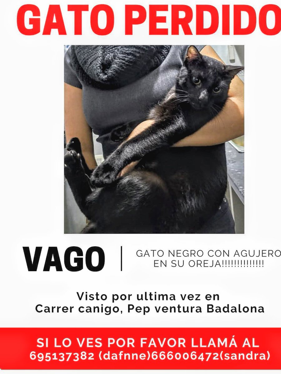 areagossosbdn's tweet photo. 🆘 🆘¡¡ATENCIÓN!!🆘 🆘
VAGO 🐱 se ha perdido en #Badalona #Barcelona.
Visto por la calle Canigó barri #PepVentura.
Tiene un agujero en una de sus orejas.
Si lo ves, contacta con los teléfonos del post ⬇️
Máxima difusión
📣 📣 📣
#XarxaBarcelonaPerduts
#FemXarxa https://t.co/kGik1hdFWJ