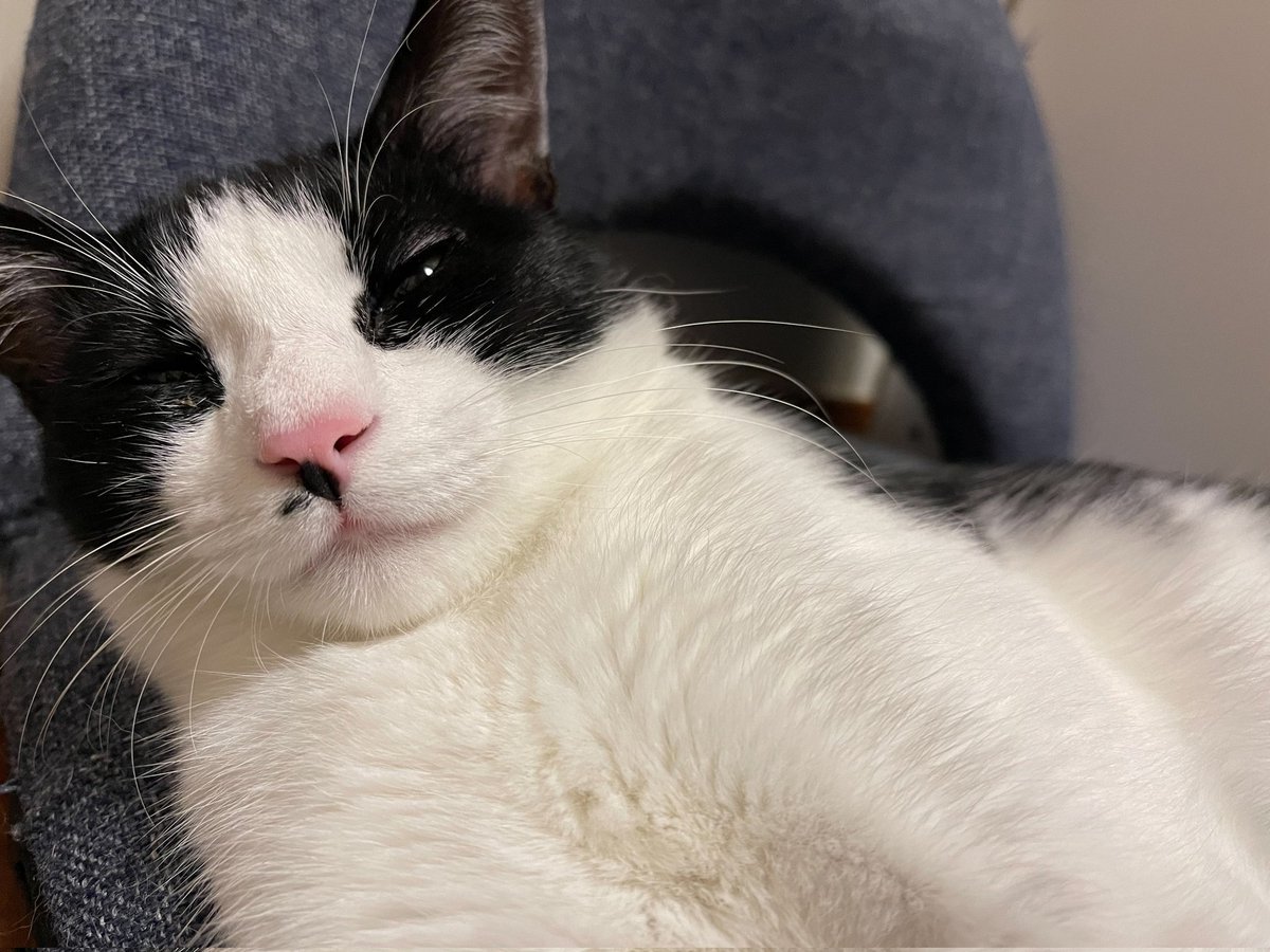 ぼぼ侍🏍️ tweet media