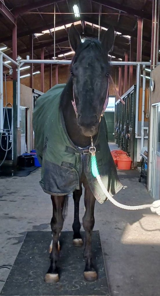 しろまる (@shiro1maru) / Posts / X