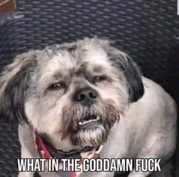 TrollingCanuck's tweet image. 