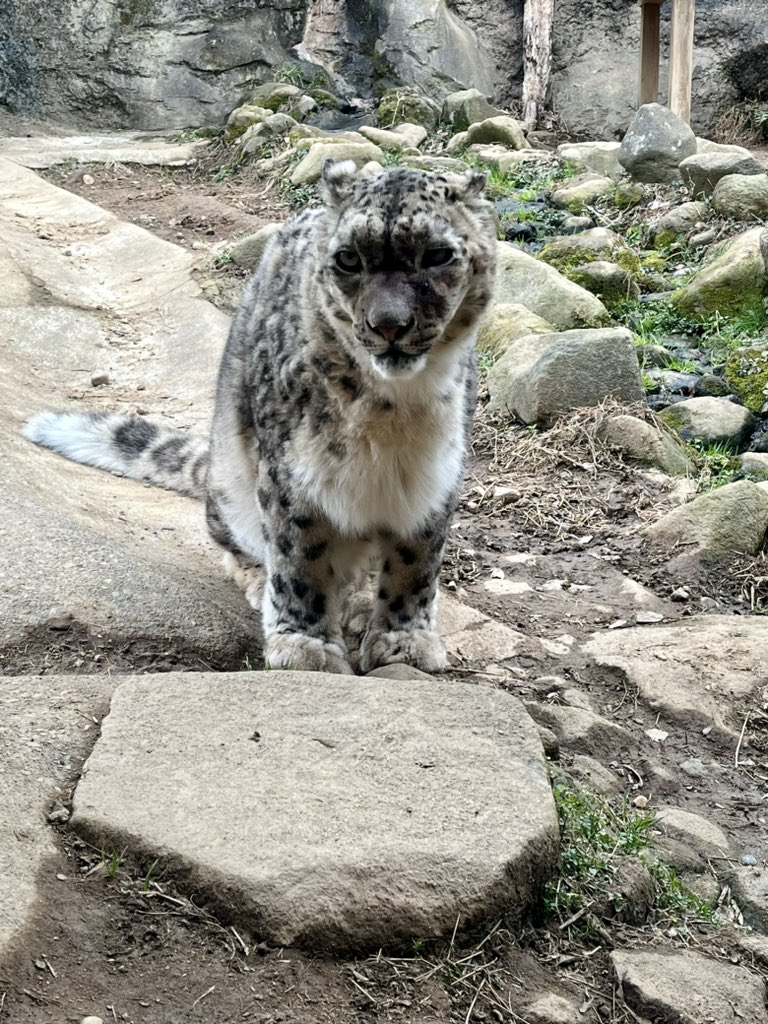 Pantherauncia55's tweet image. 本日のミルチャ姉様、頬の腫れは打撲では無く、化膿してたようで、その膿が出たそうで少し腫れは引いた感じ。（出血で顔の色が💦）獣医さんにも診て貰ってるので暫くは観察ちうとの事で、少しホッとしました😮‍💨海松茶さん、化膿して破裂は何度目だっけ…20260214
#snowleopard #閣下の娘