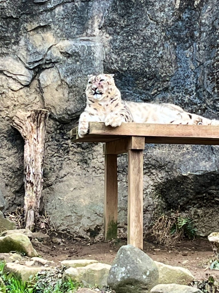 Pantherauncia55's tweet image. 本日のミルチャ姉様、頬の腫れは打撲では無く、化膿してたようで、その膿が出たそうで少し腫れは引いた感じ。（出血で顔の色が💦）獣医さんにも診て貰ってるので暫くは観察ちうとの事で、少しホッとしました😮‍💨海松茶さん、化膿して破裂は何度目だっけ…20260214
#snowleopard #閣下の娘