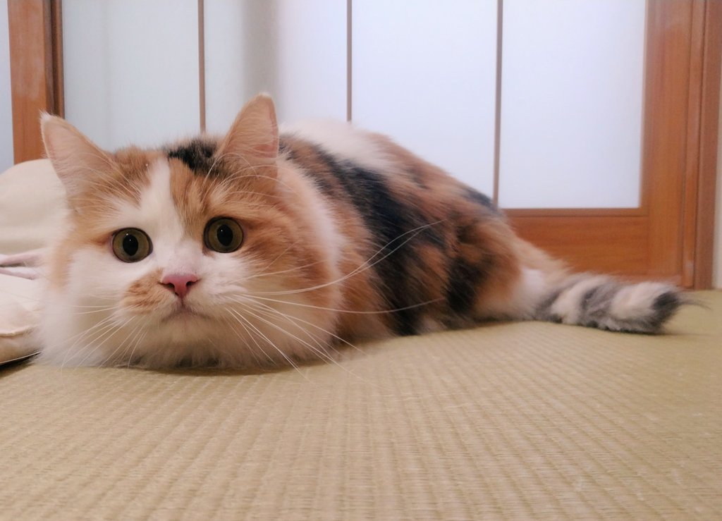 ネコ好きおじさん (@nekomito0729) / Posts / X