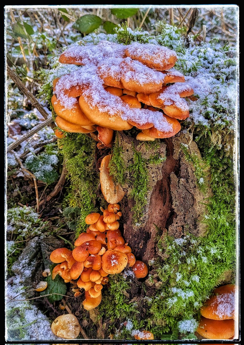 Sprinkle of snow