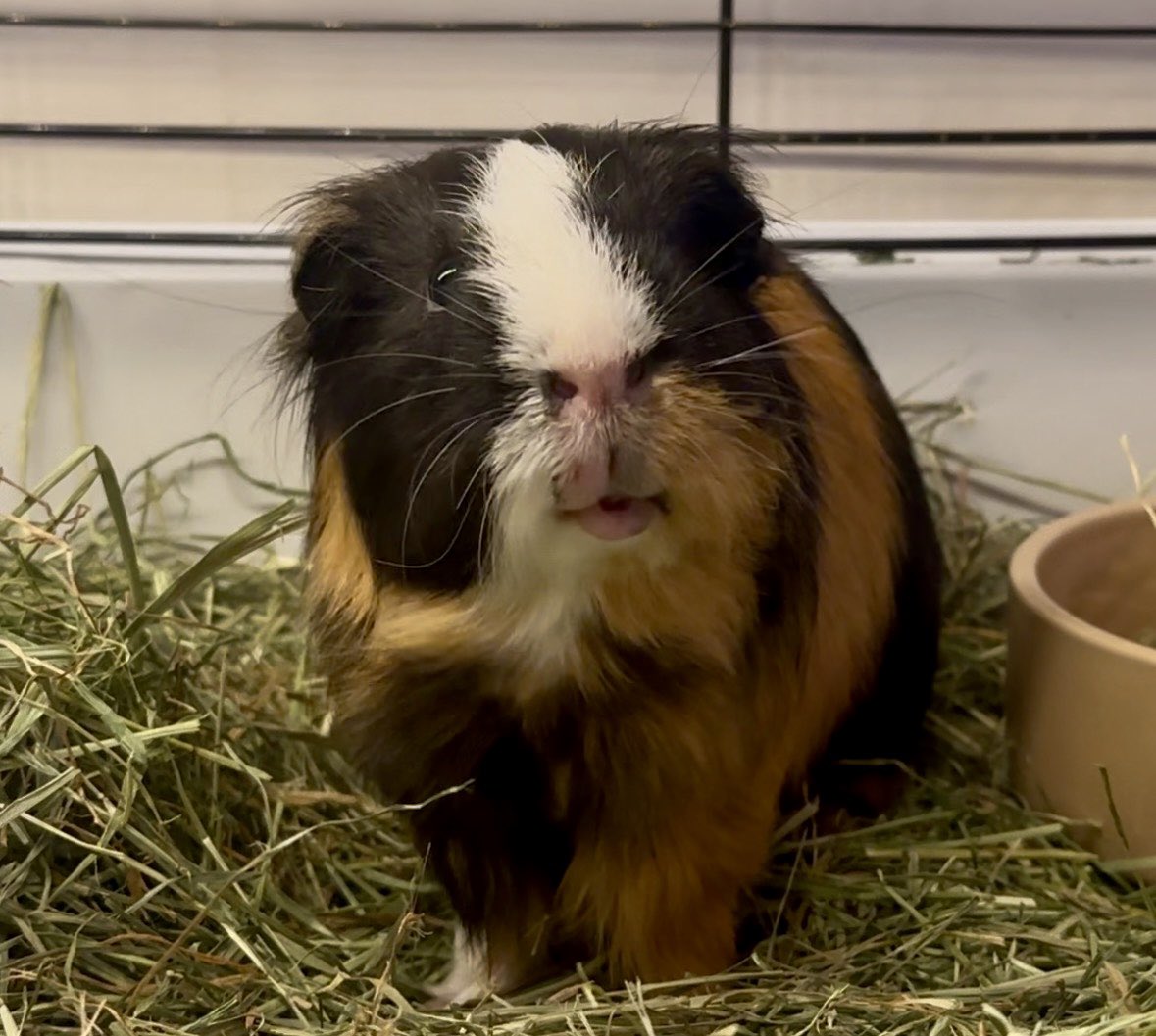 PellettsUK's tweet photo. Welcome to Bob 🐹✨
Snacks, snuggles, and squeaks incoming!
#WelcomeBob #GuineaPigBoarding #PiggyGuest https://t.co/JHtnpoM7gx
