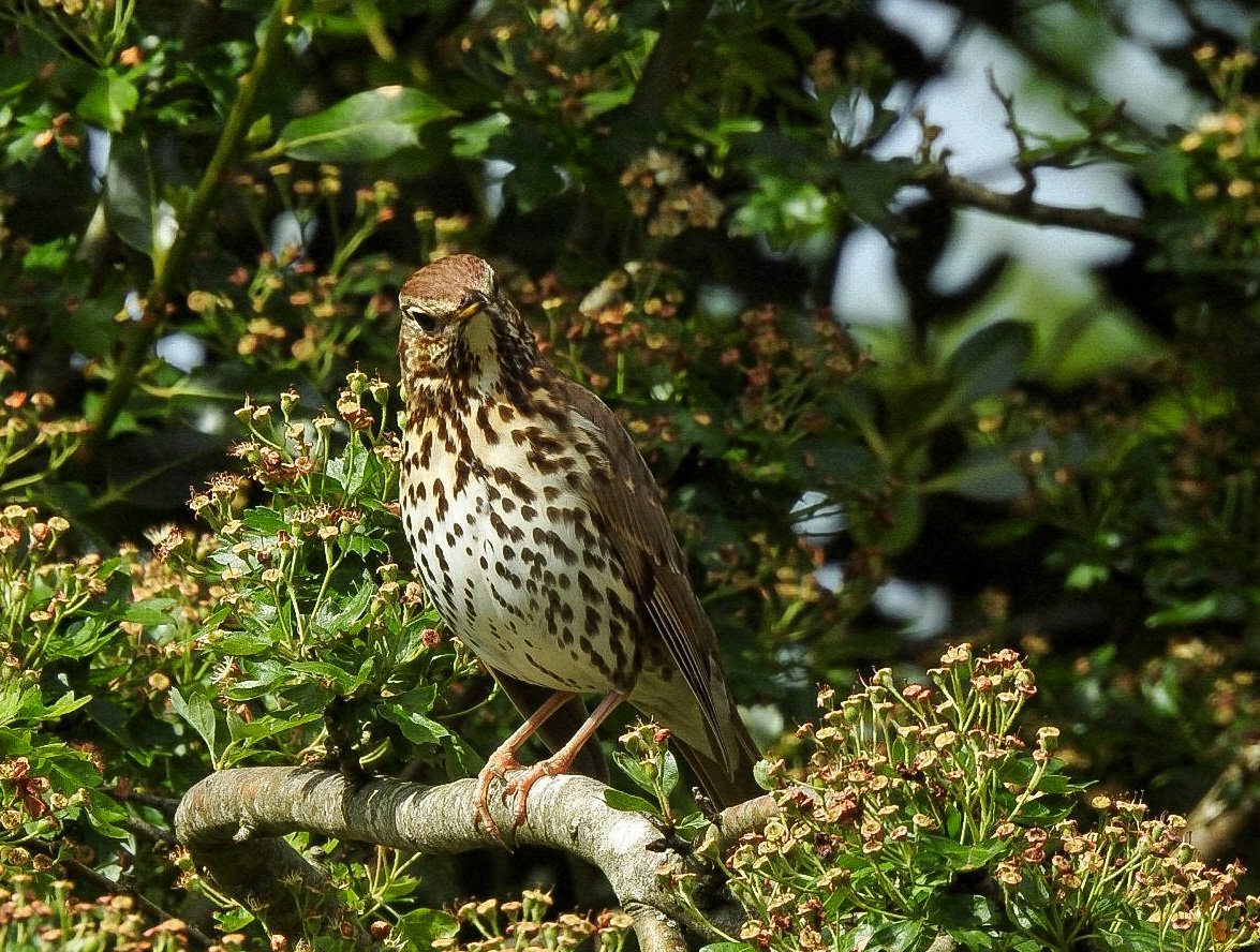 Good Morning. So the question is what or who actually qualifies for #SmallBirdSaturday ?  Asking for a #Songthrush friend of mine 😊