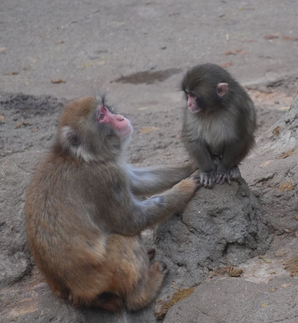 #がんばれパンチ
パンチくんには仲良くするコが何頭かいてそのうちのひとりを担当さんたちは「もみあげ(仮名)」と呼んでるそうです。カラダが小さめでもみあげあたりの黒い毛が長い🐒(飼育員さんのお話より)

写真のコは違うかもですがやさしそうな🐒さん☺️ありがとう🫶
2026.2.14
#市川市動植物園