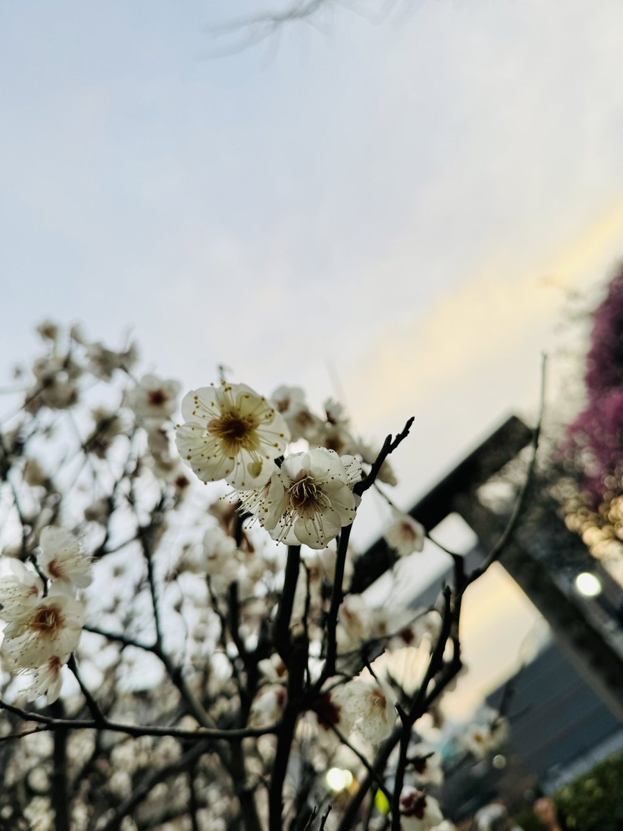 harikenjp's tweet image. 思いつきで、
久々に上野へ🙂‍↕️

久々の休日外出。

偶然の再会（？）もあり、
不意に楽しかった。

出かけるたびに何かが起こる💥
そんな人生は面白い☺️🍀

※ここ何年も忘れていた感覚を
思い出すかのように、人間らしく
歩きましょう...2月まで🚶

—

#OnlyLiveOnce
#玩具人生