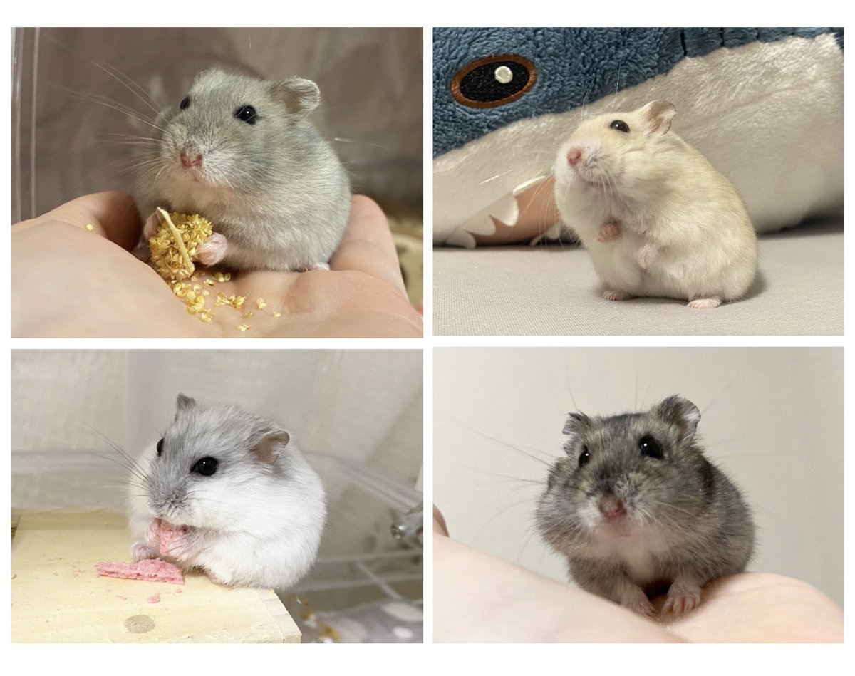 こちらは石っこどうぶつさん(<a href="/amimaru0291/">石っこどうぶつ2/14ローデンツ東京G-12</a> )
にオーダーさせて頂いたイラストです🥹💓
こむぎ、きなこ、しらたま、おもちを
とっても可愛く描いて頂き飼い主大歓喜😭✨
記念日や誕生日イメージの素敵なお花や植物とともに描いて下さりありがとうございました🌱
#ローデンツ東京