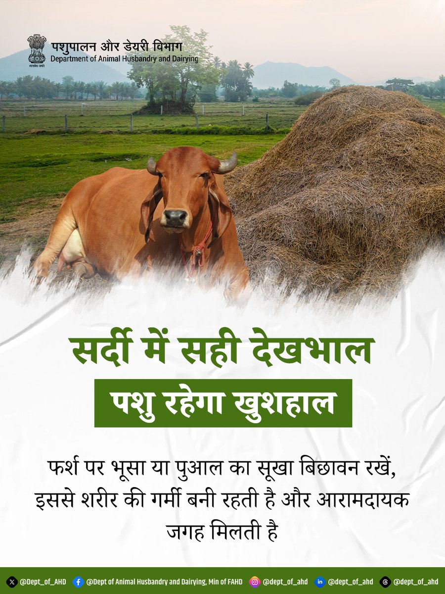 Dept_of_AHD's tweet image. सर्दियों में पशुओं की सही देखभाल बहुत जरूरी है। ठंड से बचाव के लिए फर्श पर भूसा या पुआल का सूखा बिछावन रखें।

इससे पशुओं के शरीर की गर्मी बनी रहती है, उन्हें आरामदायक स्थान मिलता है और बीमारियों का खतरा भी कम होता है। 

#पशुपालन
#animalcare
#Wintercare
#Livestock
#Animalhusbandry