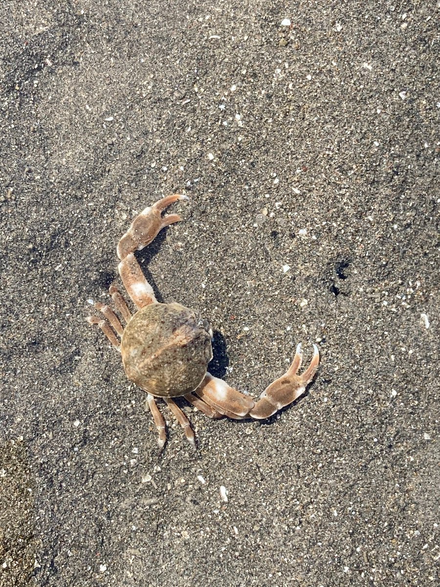 sambanze's tweet photo. 今年も5月9日・10日に #鳥海アートフェス を開催いたします！鳥や海の生きものをテーマにしたアート作品の展示販売、工作や生きもの観察のワークショップ、写真展とイベント盛りだくさん！鳥や海の生きものがもっと好きになる2日間♪ぜひ遊びに来てください🦀　#三番瀬 #イベント https://t.co/yf2nfLl8Y5