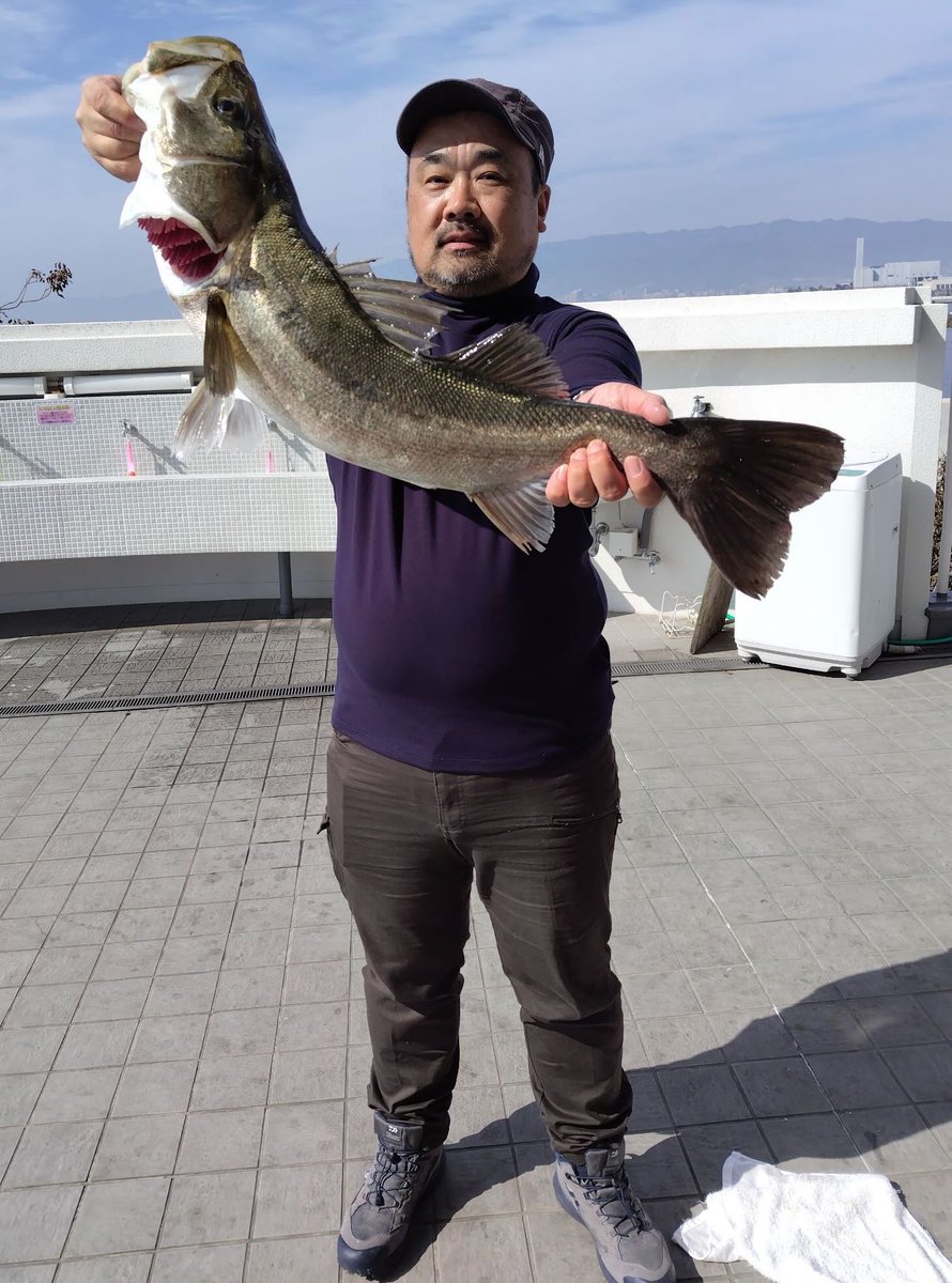 エビ撒き釣り今日も絶好調です。 75cmのスズキも釣れています