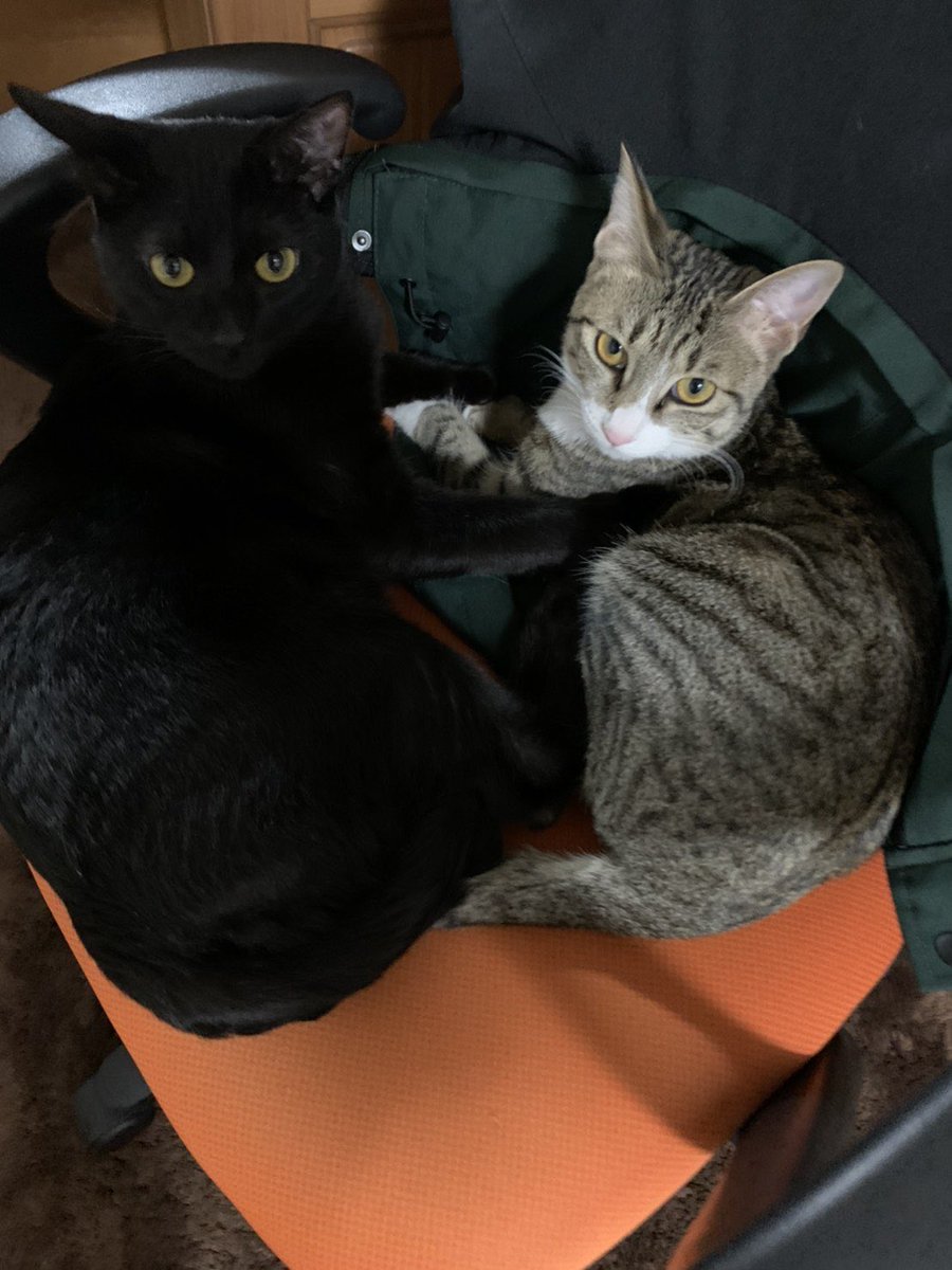 Mika1225Max's tweet photo. @HOMEALONe_ksk うちも保護猫ちゃんで仮の名前があったんですが、キジ白ちゃんのお耳がcuteだったのでmimiちゃん、
黒猫ちゃんは鍵しっぽだったのでkeyくんと名付けました♡ https://t.co/R2yPwfFute