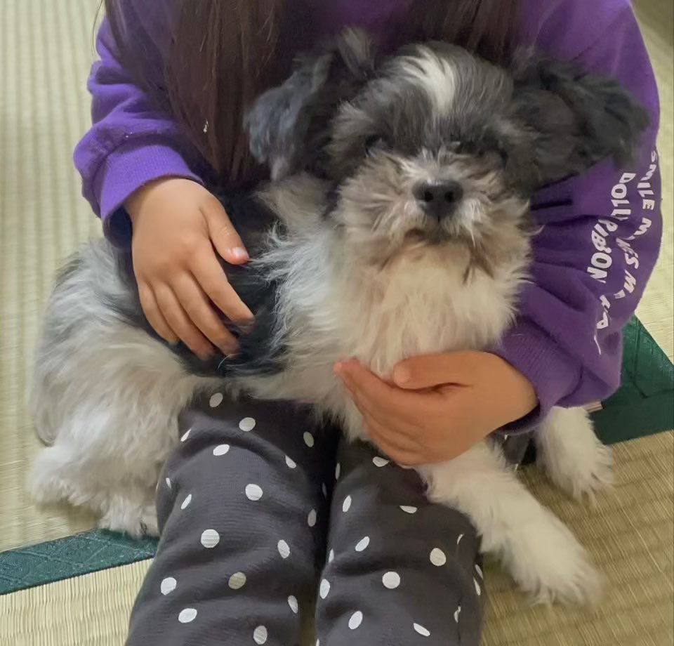 gh_shi's tweet photo. うーたんがいなくなって今日で4ヶ月。
何処にいるのうーたん？
返事してよ。
うーたんの餌入れもベットに上がる為の階段もそのままだよ。
うーたんの洋服もリードもうーたんの帰りを待ってるよ。
楽も待ってる。
寝る時にいた場所もいつも空けて寝てるよ。
早く帰って来て。
寂しいよ、悲しいよ。 https://t.co/I3ueUfiyXb