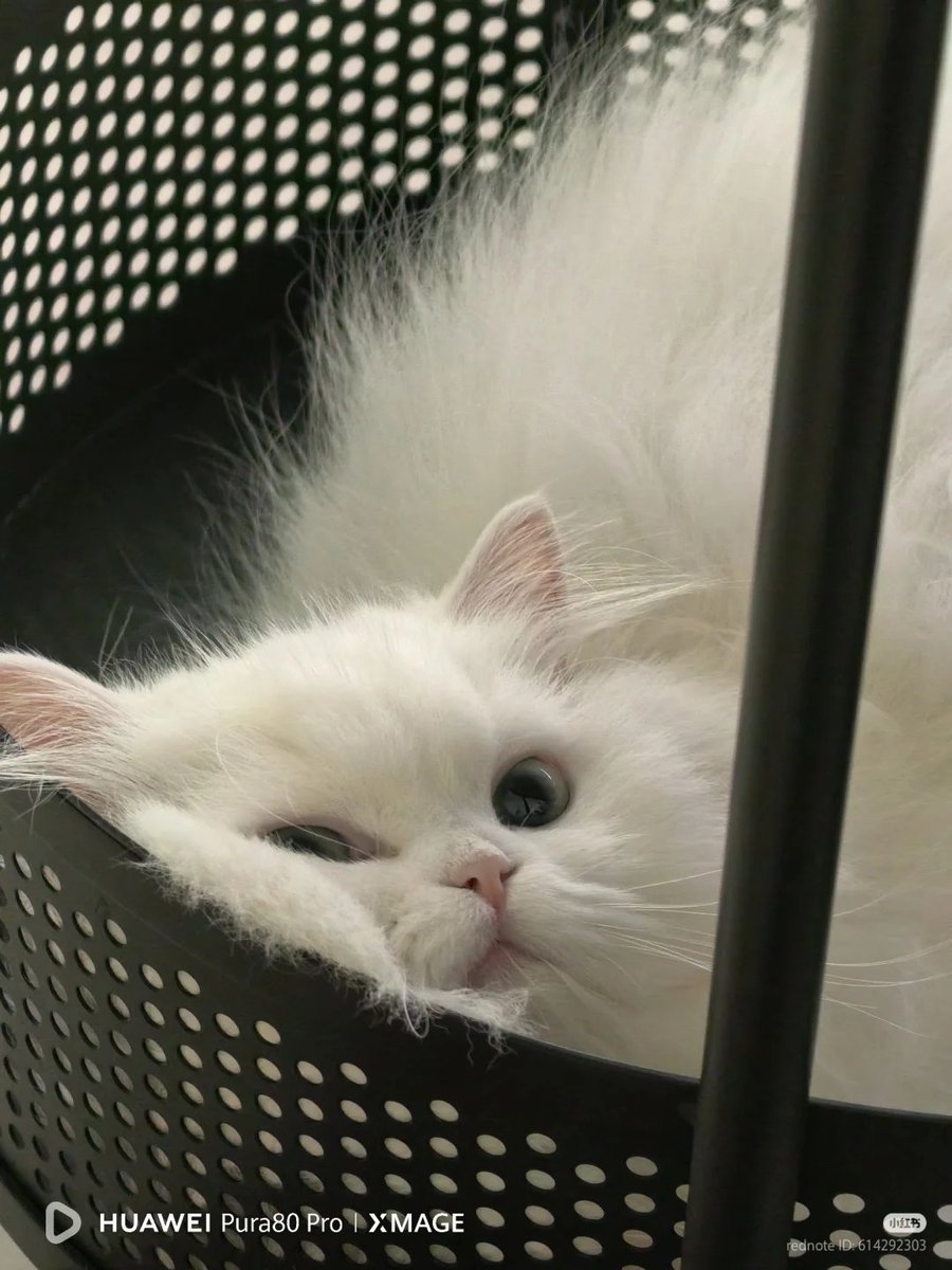 No Context Cats (@nocontextscats) on Twitter photo 