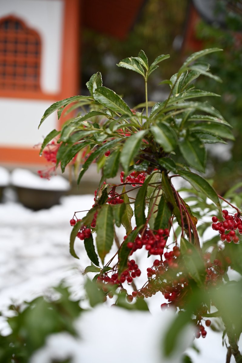 sssrrrsssddd's tweet photo. 三千院の大根焚き❄️ https://t.co/OTZvC5CSRy