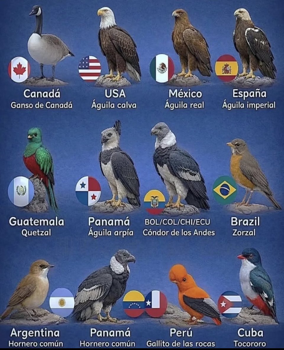FOL_65's tweet photo. Birds of the nations https://t.co/zFRe0GHcjz
