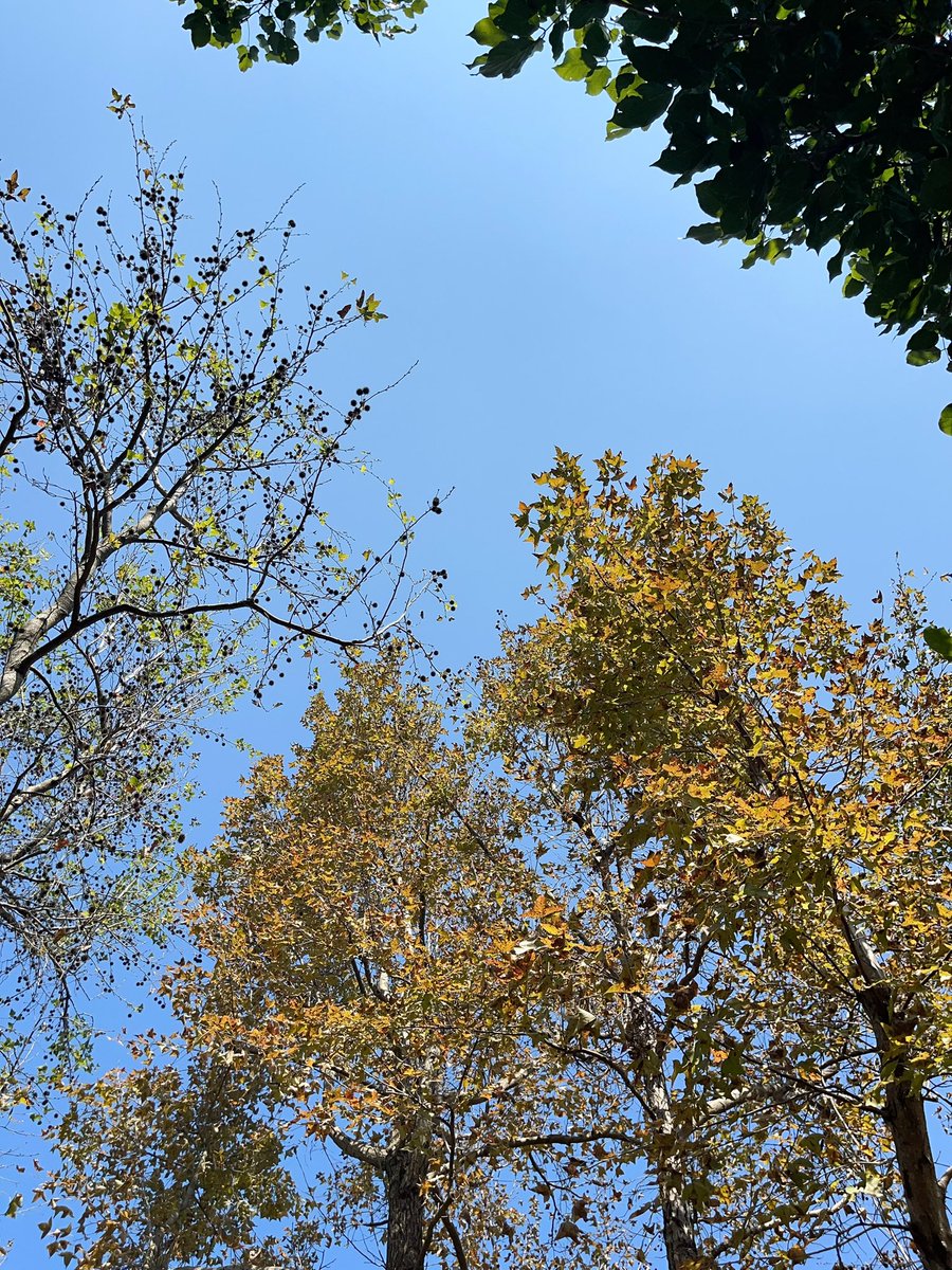 ablackeyehere's tweet photo. CNY Day-1

抽空檔去老地方走路。
好友相伴：飛鳥、天空、樹。

陽光曝曬後的身心，
沉浸在微熱無雨的乾爽之中。

🧡 https://t.co/cuWUtl6dgT